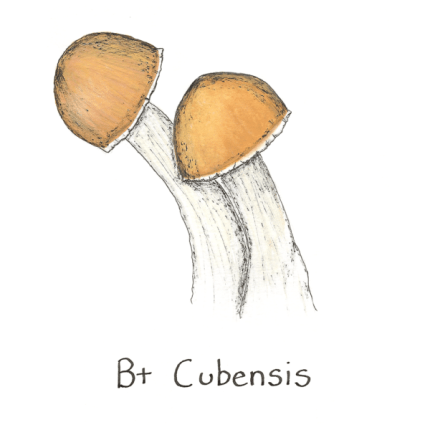 B+ Mushroom Spores
