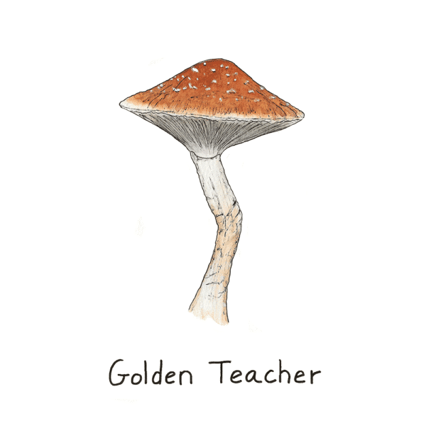 Golden Teacher Spore Syringe